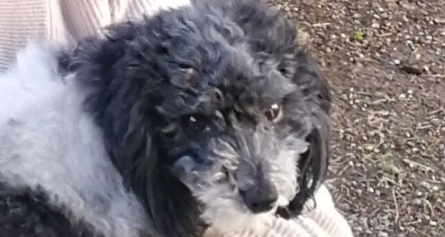 «Aiutateci a trovare Benson». Da Trento l’appello per il barboncino da pet therapy scomparso