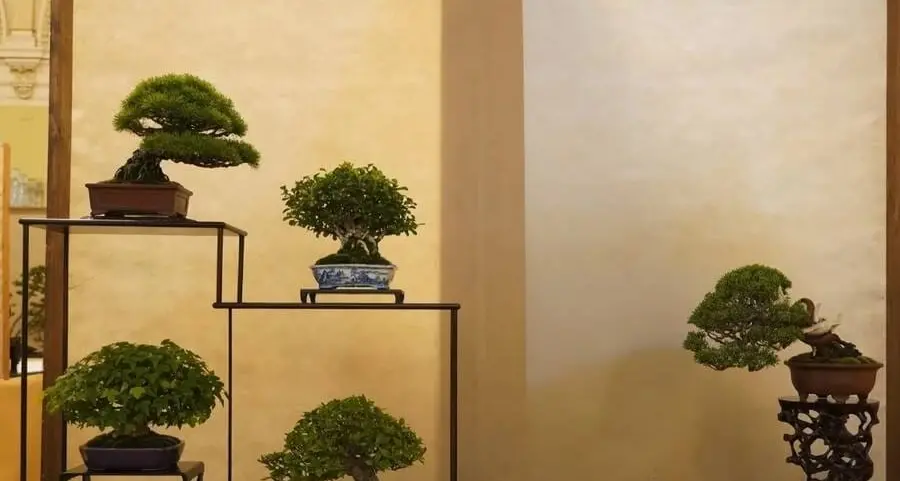I bonsai dal Giappone ad Arco: mostre, mercato e suiseki ad Arcobonsai