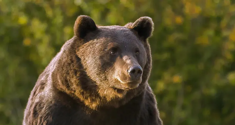 Resta senza un nome l’orso che venuto a contatto con un fungaiolo nel Bleggio