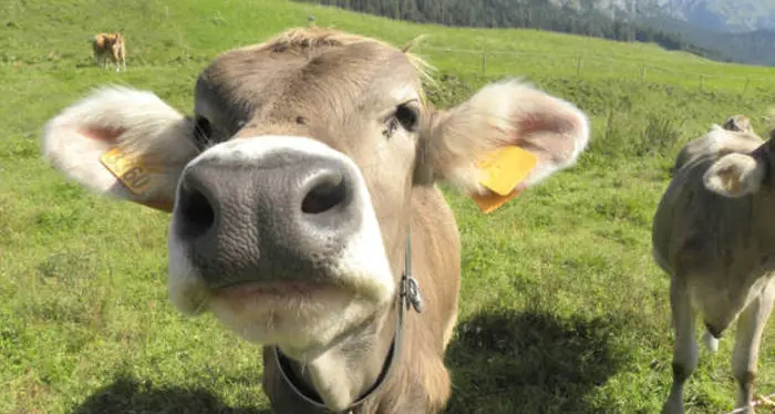 Produrre nel rispetto dell’ambiente e degli animali, questa la mission della Federazione Provinciale Allevatori