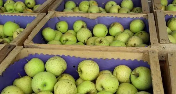 Mele, produzione in calo in Trentino: colpa di gelate e grandinate