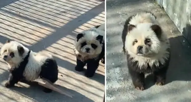 Scandalo in uno zoo cinese: cuccioli di cani dipinti da panda