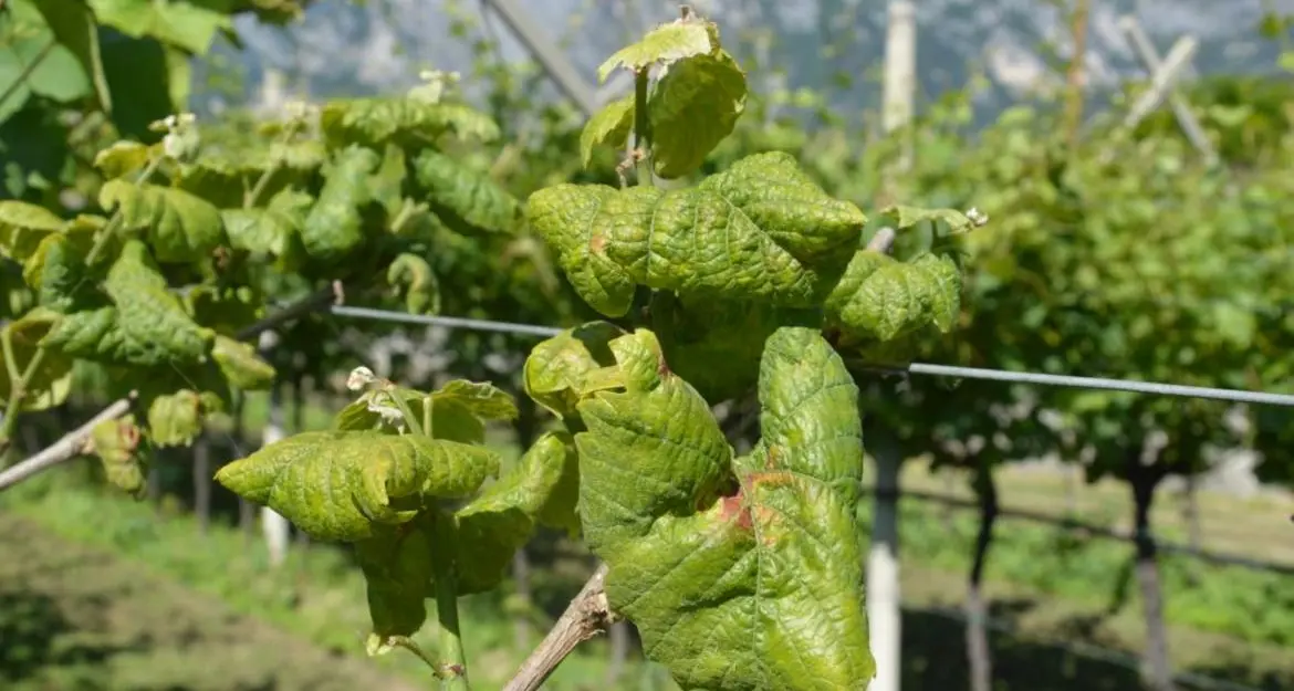 Flavescenza dorata, indennizzi per un milione di euro per gli agricoltori trentini