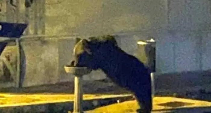 Catturato l’orso marsicano star dei social