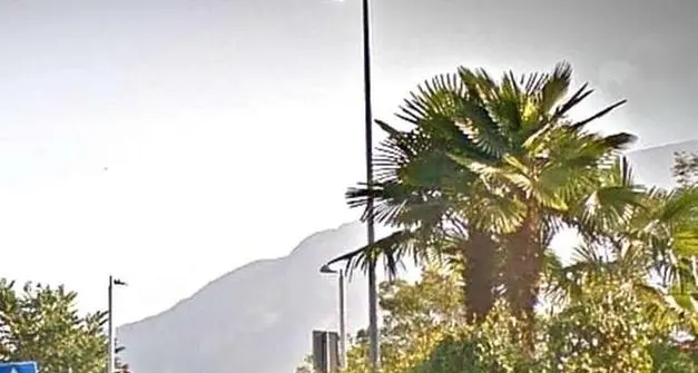 Alto Garda: S.O.S. palme contro l’infestazione da Paysandisia archon
