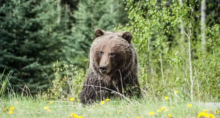 Morte F36, il Tar rigetta i ricorsi delle associazioni animaliste contro i decreti di abbattimento