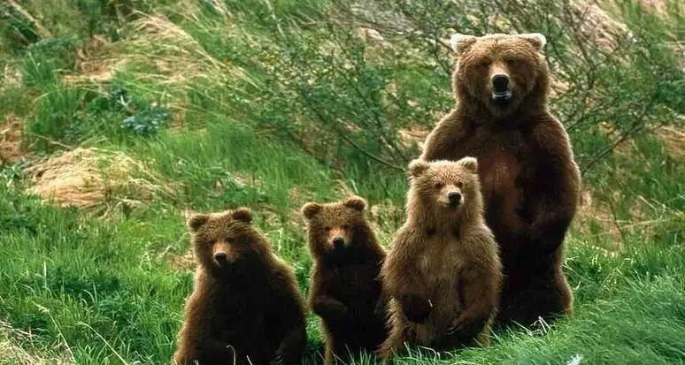 Animalisti tentano blitz in aeroporto a Verona, allontanati dalla Polizia