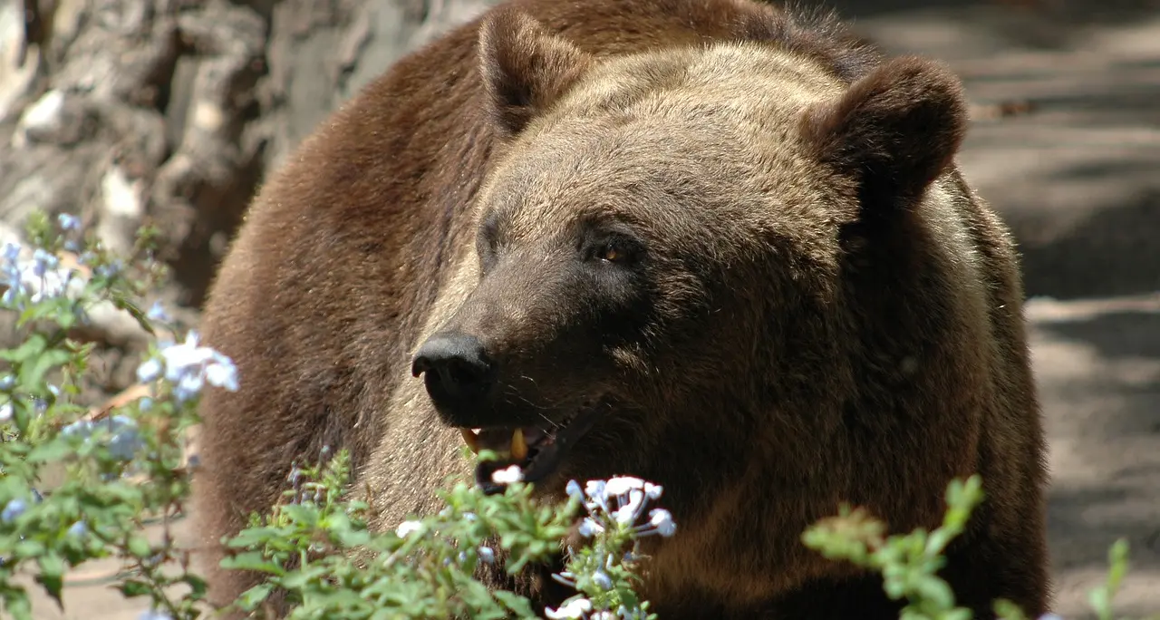 Vezzano, auto investe un orso