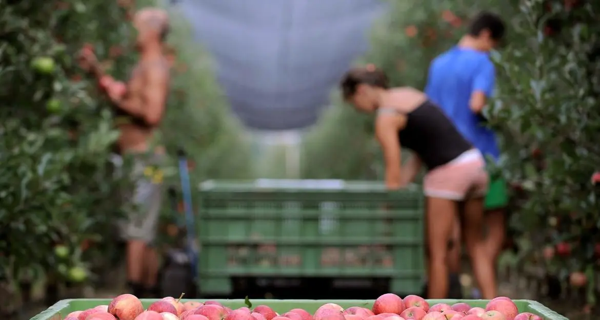 Per i giovani agricoltori trentini quasi 9 milioni di euro