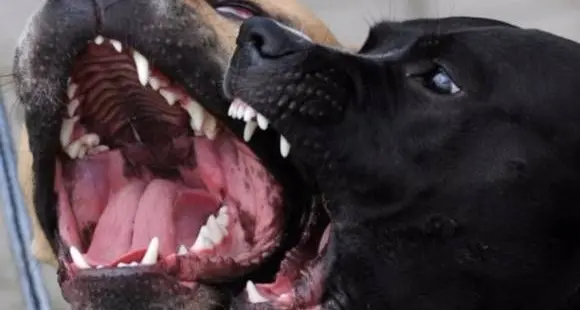 Trento, volpino ucciso dal pitbull: individuato il proprietario del cane
