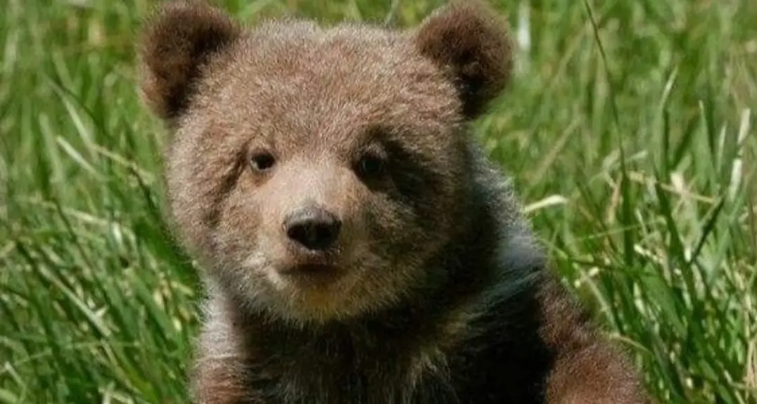 Orsetto M89, gli animalisti denunciano la Provincia: «Va liberato»