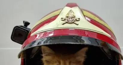 I vigili del fuoco di Bolzano e Riva salvano la vita a due gattini intrappolati dentro un’auto e una tubatura