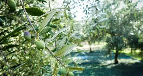 Nell'Alto Garda 1.220 tonnellate di olive raccolte nel 2023