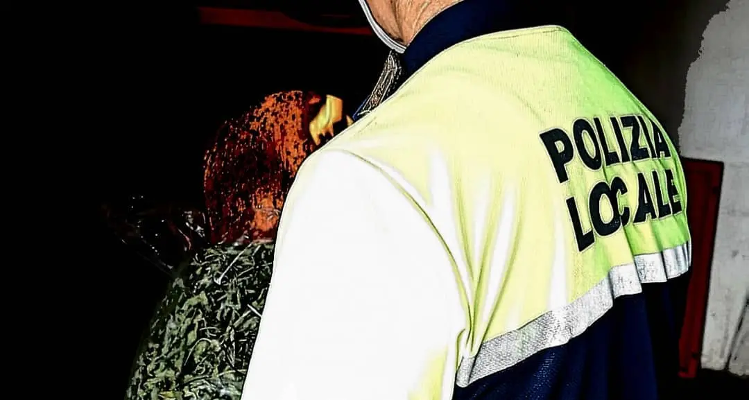 Giudicarie, bruciati 2 chili di marijuana