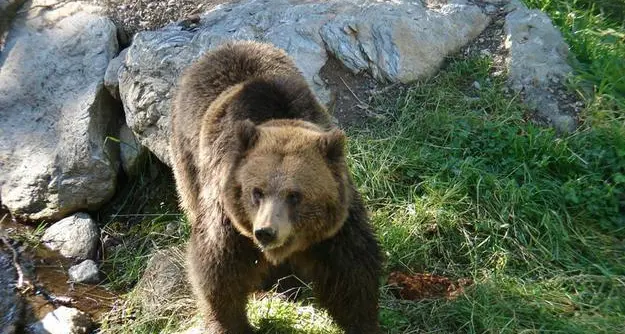 In Trentino procedure di soccorso ad hoc in zone con orsi e lupi: i soccorritori saranno “scortati” da squadre speciali di forestali