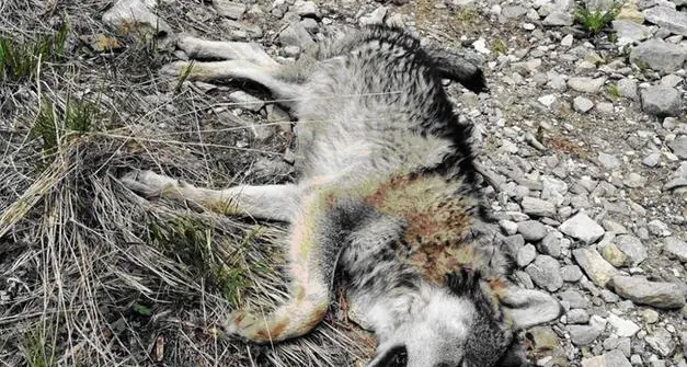 Lupo ucciso a Nago, Enpa pronta a denunciare