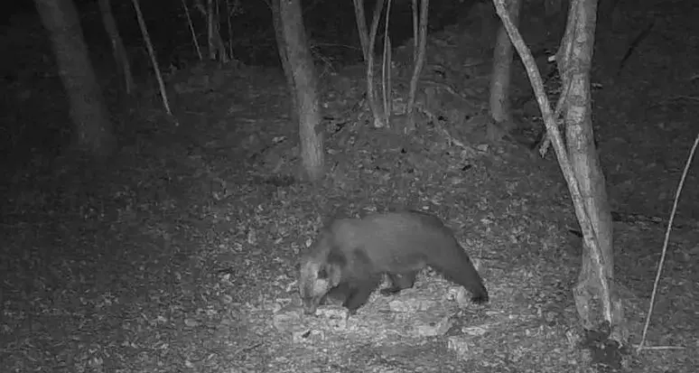 Sarebbe “trentino” l’orso che va all’attacco delle arnie feltrine