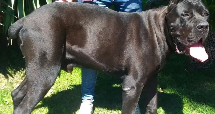 Taglia le orecchie al cane per “estetica”: condannato