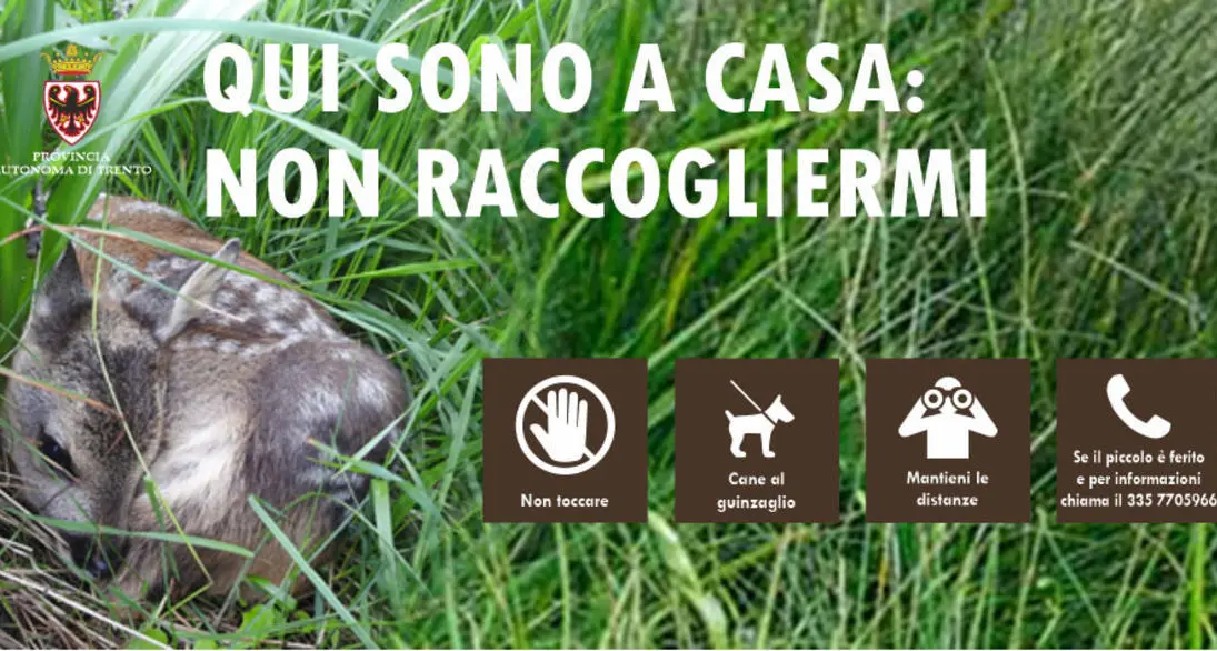 Non raccogliere i «Bambi» nel bosco: la madre potrebbe abbandonarli