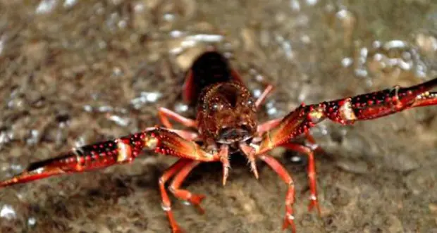 Lagolo, il gambero killer nel mirino dei pescatori