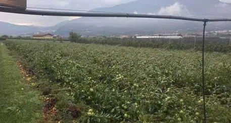 Pioggia e grandine sul Trentino, danni alle colture
