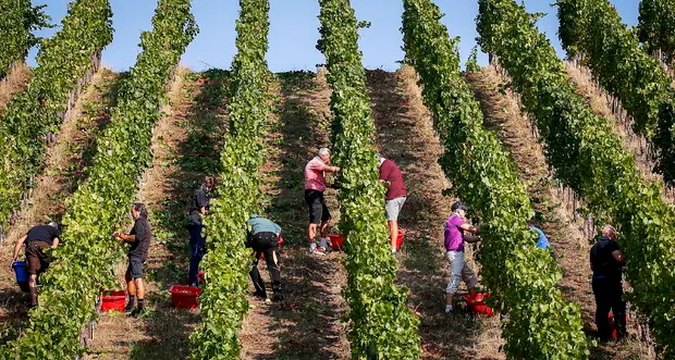 Miglior menu vegetariano, tre ristoranti premiati dal Consorzio Vini Alto Adige