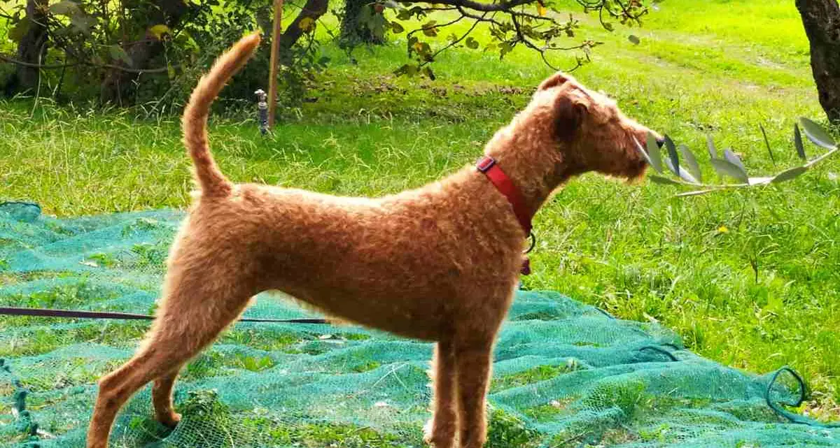 Parco Alto Garda Bresciano, strage di cani uccisi dai bocconi avvelenati