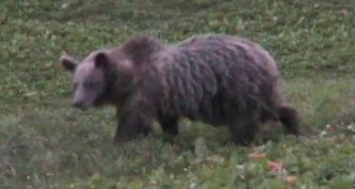 Orsi trentini all’estero? Si riaccende lo scontro con gli animalisti