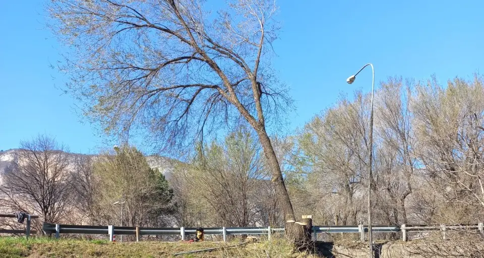 Svincolo di Gardolo, abbattimento di alberi nell’area verde