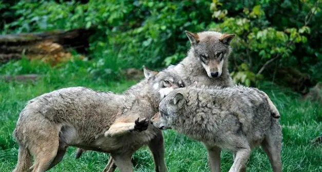 L’allarme da Nago: «Camosci e caprioli decimati dai lupi»