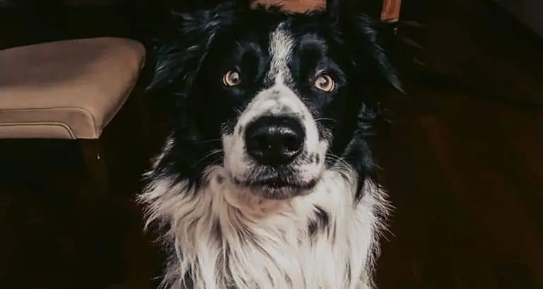 Kilian si è perso, l’appello per il border collie