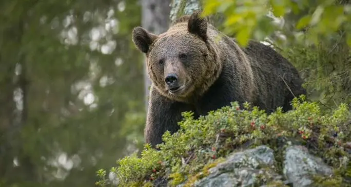 Il Parco Adamello Brenta lancia un progetto sull’integrazione dei grandi carnivori e la convivenza con l’uomo