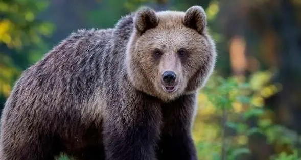 Sulla morte dell'orso Johnny-Mj5 intervengono gli attivisti di StopCasteller: protesta a Trento il 3 febbraio