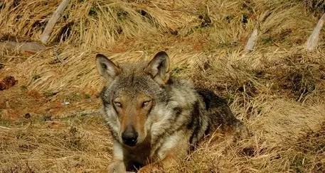 Le esche e la trappola per i lupi: bracconiere identificato col dna e denunciato