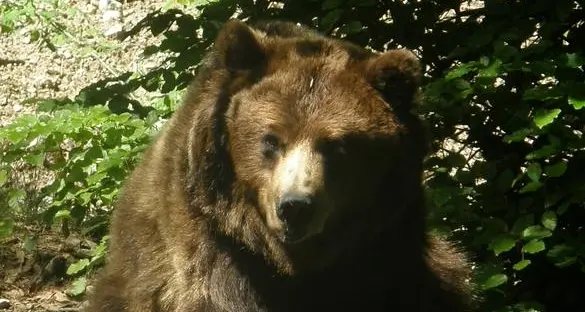 Le associazioni animaliste impugnano il decreto di cattura dell'orsa F36: \"Non è un animale pericoloso\"