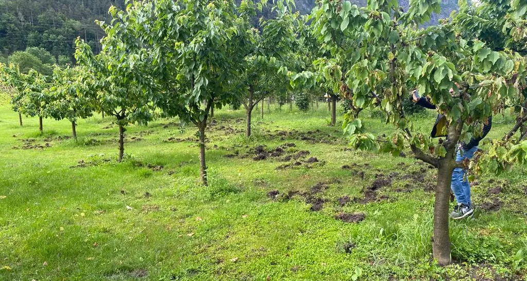 Scorribanda di cinghiali nei campi tra Condino e Storo