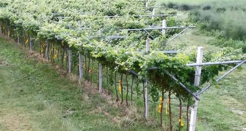 La denuncia: «Troppi errori: vigneti distrutti dalla flavescenza dorata della vite»