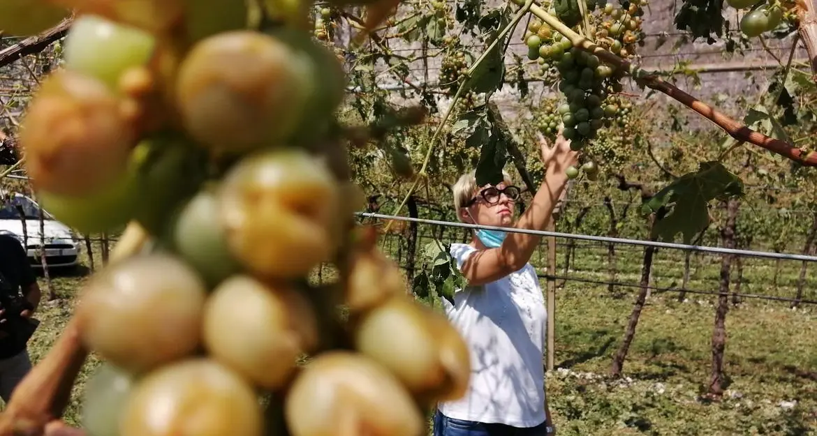 Oltre mille ettari di meleti e vigneti distrutti dalla grandine in Val di Non e Rotaliana
