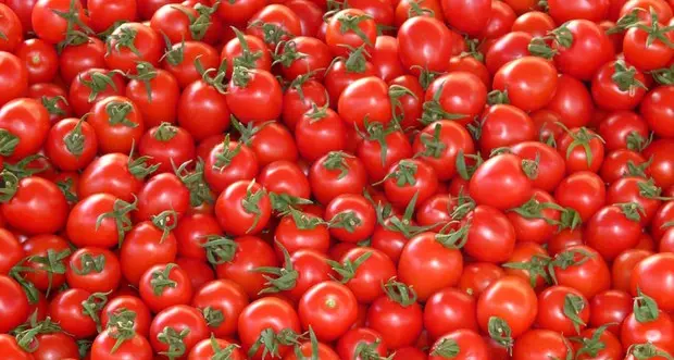 Modena, più di 100 bambini intossicati dopo aver mangiato pomodorini a scuola
