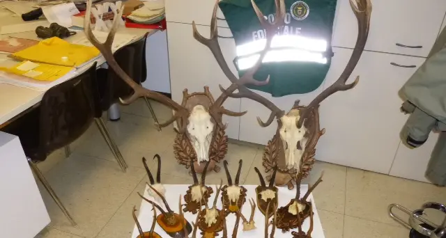 Bassa Valsugana, una denuncia per bracconaggio