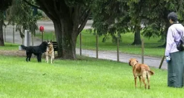 Ad Arco una spiaggia per cani