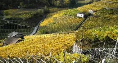 Vino: nati in Trentino sette cloni di vite