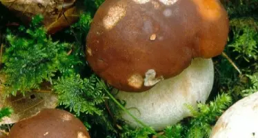 Scattata la stagione dei funghi