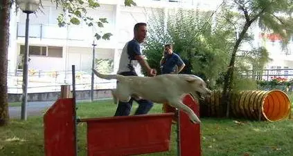 Cani avvelenati, tanti i sospetti e le piste