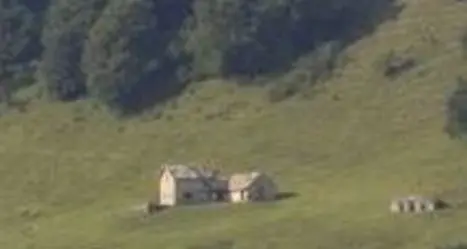 Gallo cedrone pazzo ucciso a bastonate