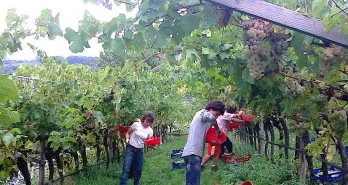 Vendemmia, si parte: ma tra filari e campi ora tornano i trentini