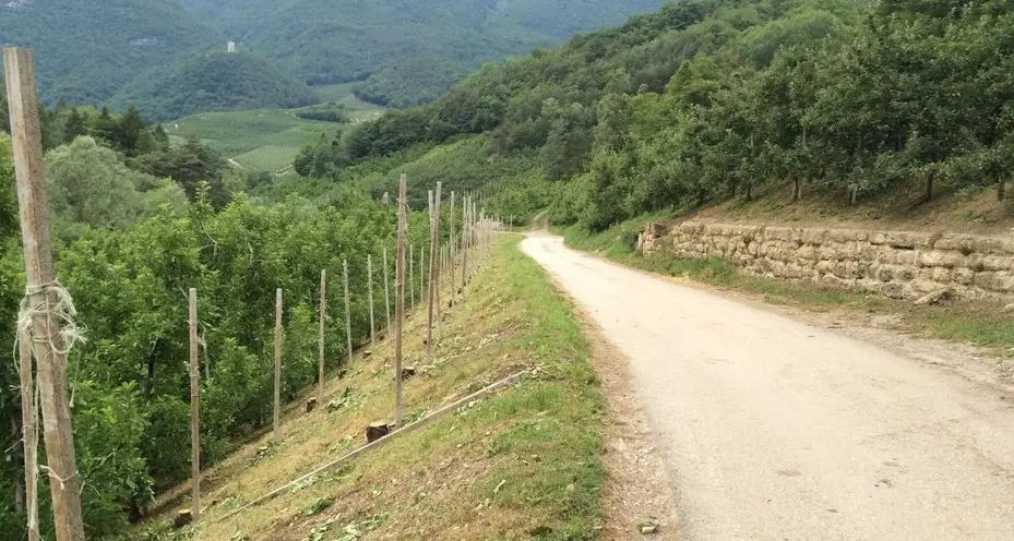 «La Provincia mi ha tagliato 200 meli»