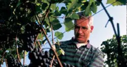 Vini, l'Alto Adige surclassa il Trentino