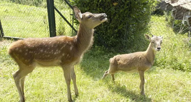 «Basta lotterie con in palio animali da abbattere»
