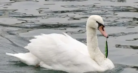 Il salvataggio del cigno infilzato dalla lenza / FOTOSEQUENZA
